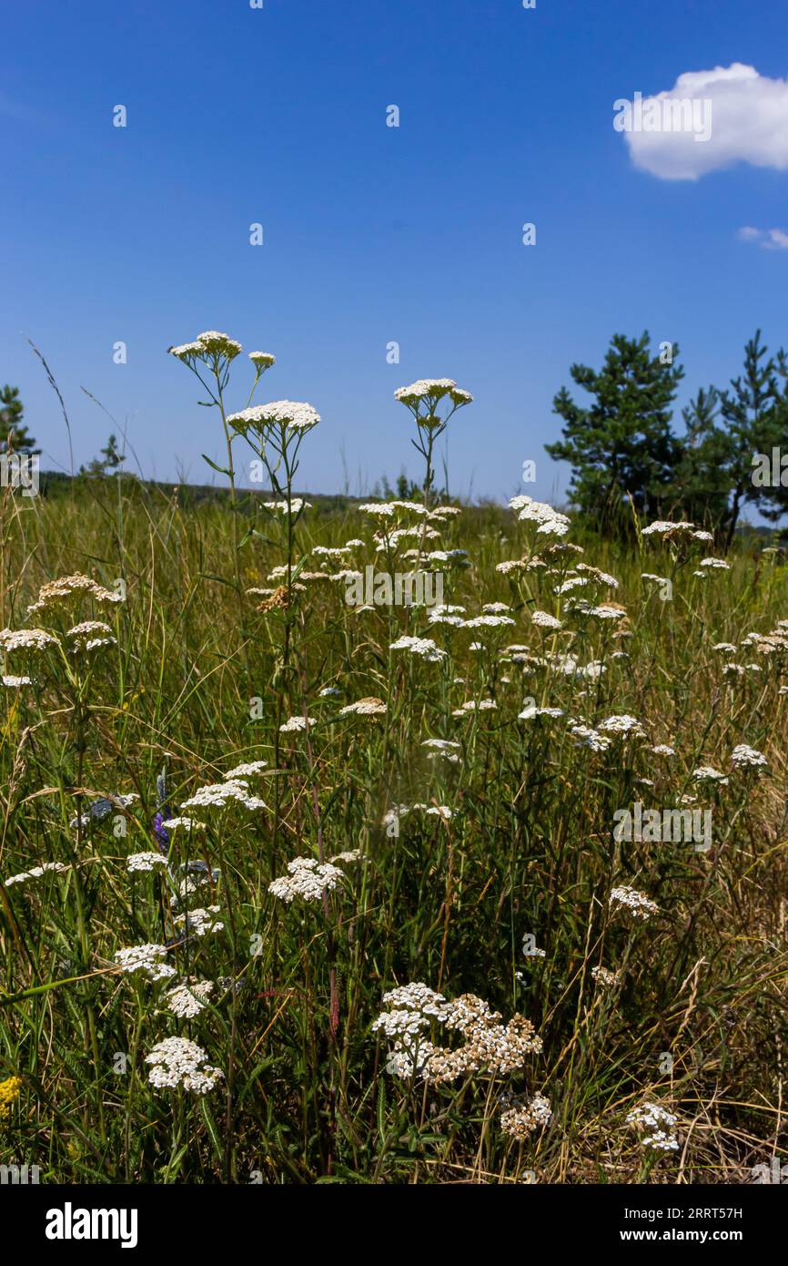 Raw Flower Yarrow common, flowers of a medicinal plant. Raw materials for the ...