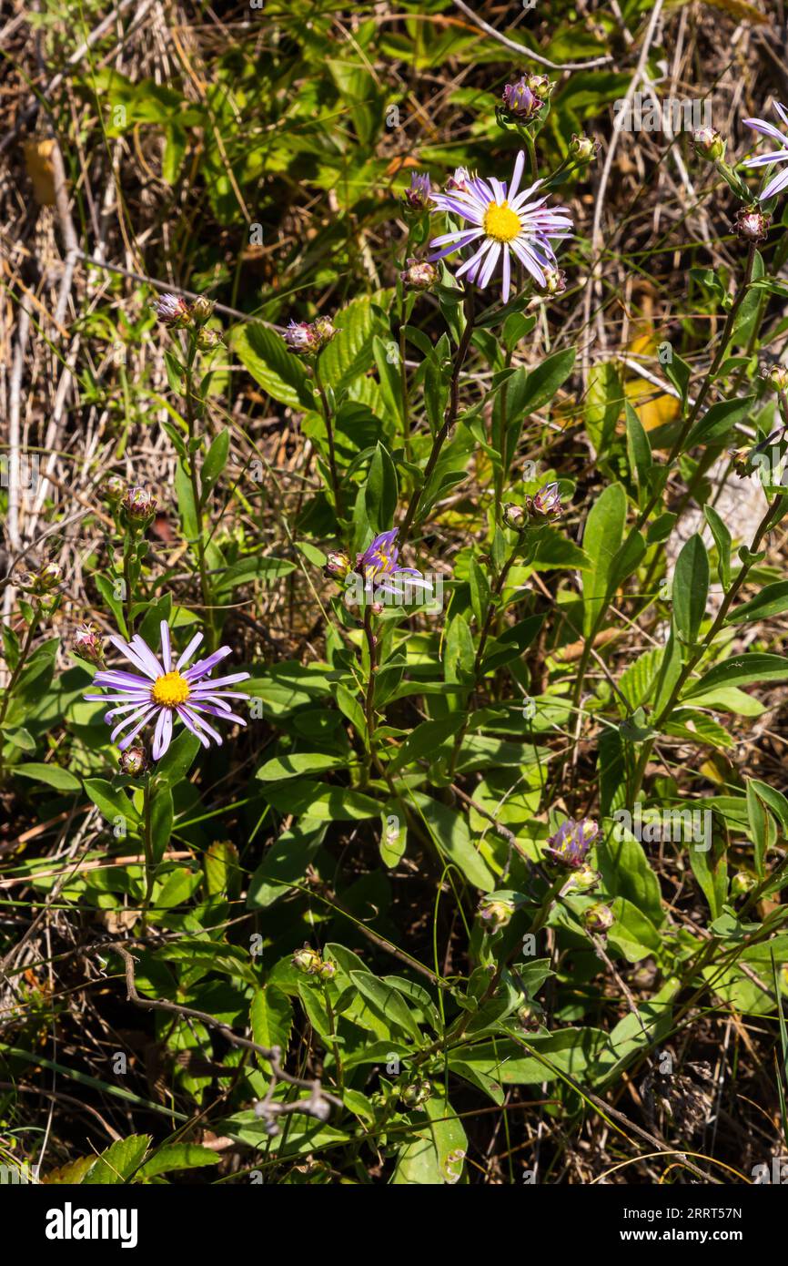Aster amellus, Compositae. Wild plant shot in summer. Stock Photo