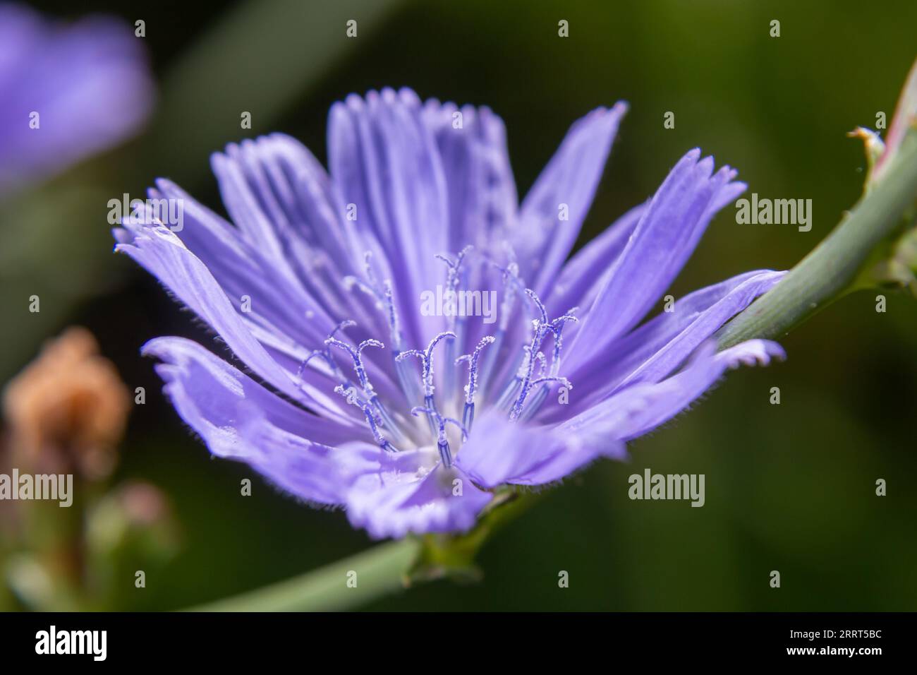 Common Chicory or Cichorium intybus flower blossoms commonly called blue sailors, chicory, coffee weed, or succory is a herbaceous perennial plant. Cl Stock Photo