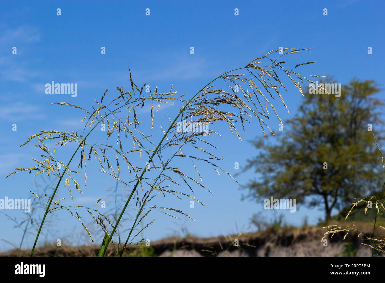 Glyceria maxima, commonly known as great manna grass, reed mannagrass