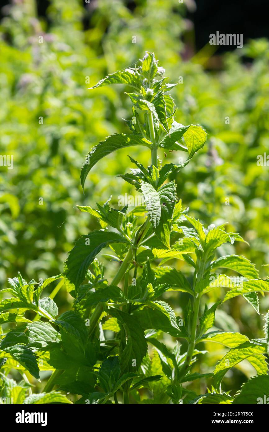 In the wild grows mint long-leaved Mentha longifolia. Stock Photo