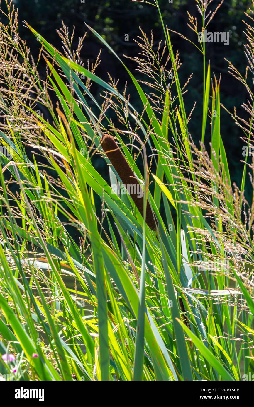 Glyceria maxima, commonly known as great manna grass, reed mannagrass