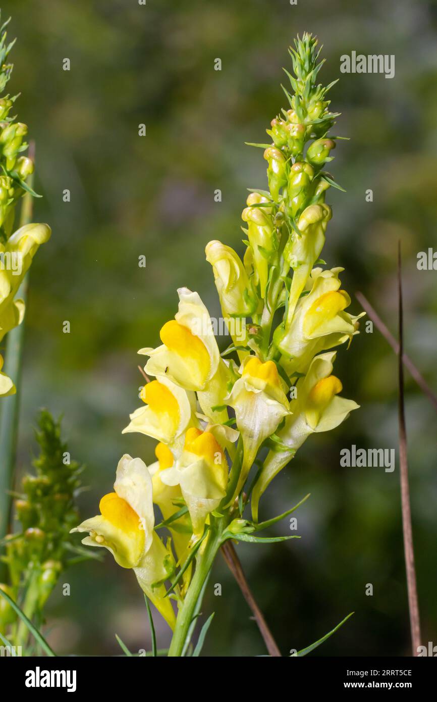 Flaxseed or wild snapdragon Linaria vulgaris is a medicinal herb. Wildflowers inflorescence. Stock Photo