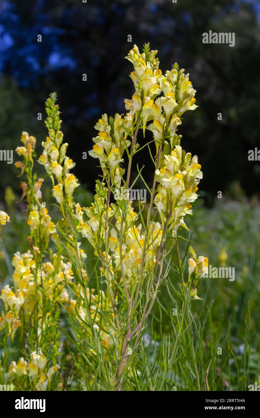 Flaxseed or wild snapdragon Linaria vulgaris is a medicinal herb. Wildflowers inflorescence. Stock Photo