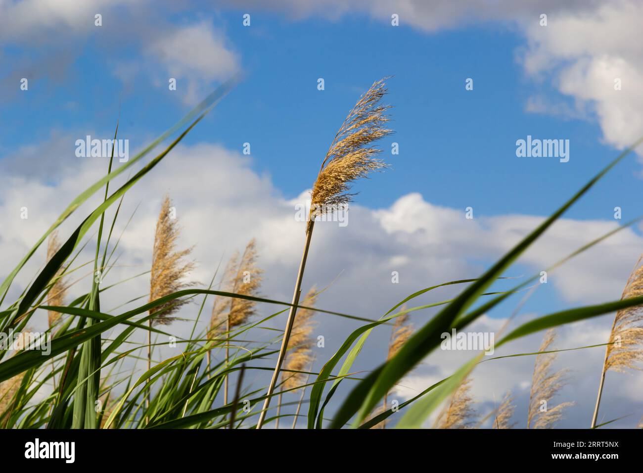 Phragmites australis leaves and flowers close to the lake in autumn are moved by the wind. Stock Photo