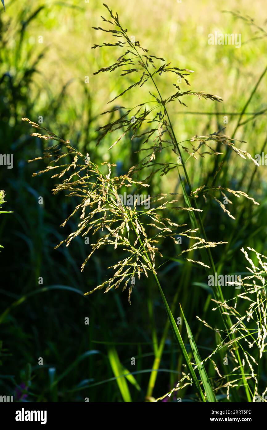 Glyceria maxima, commonly known as great manna grass, reed mannagrass, reed sweet-grass, and greater sweet-grass is rhizomatous perennial grasses in m Stock Photo