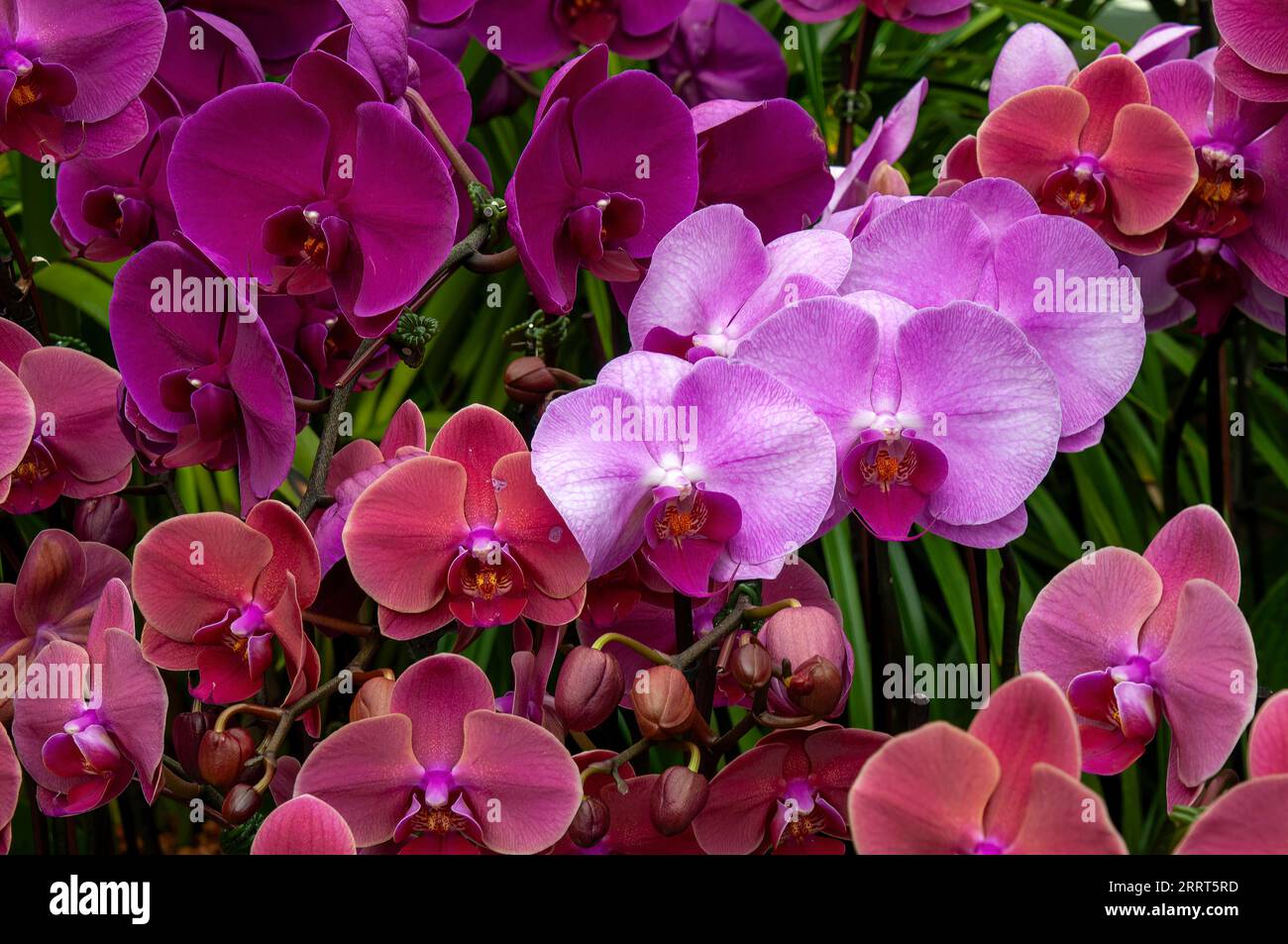 Sydney Australia, flowering pink and purple moth orchids Stock Photo