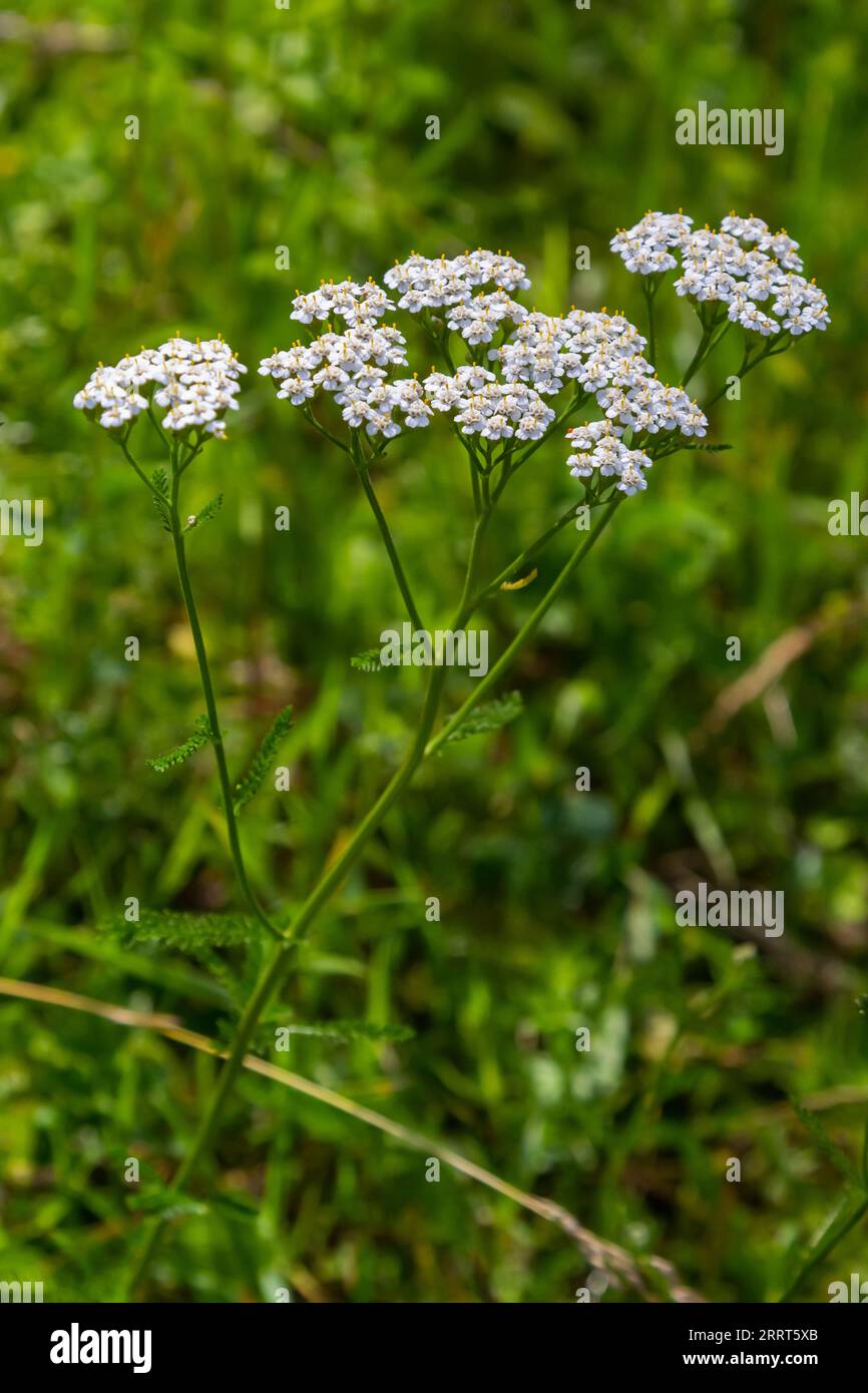 Achillea millefolium, commonly known as yarrow or common yarrow, is a flowering plant in the family Asteraceae. Stock Photo