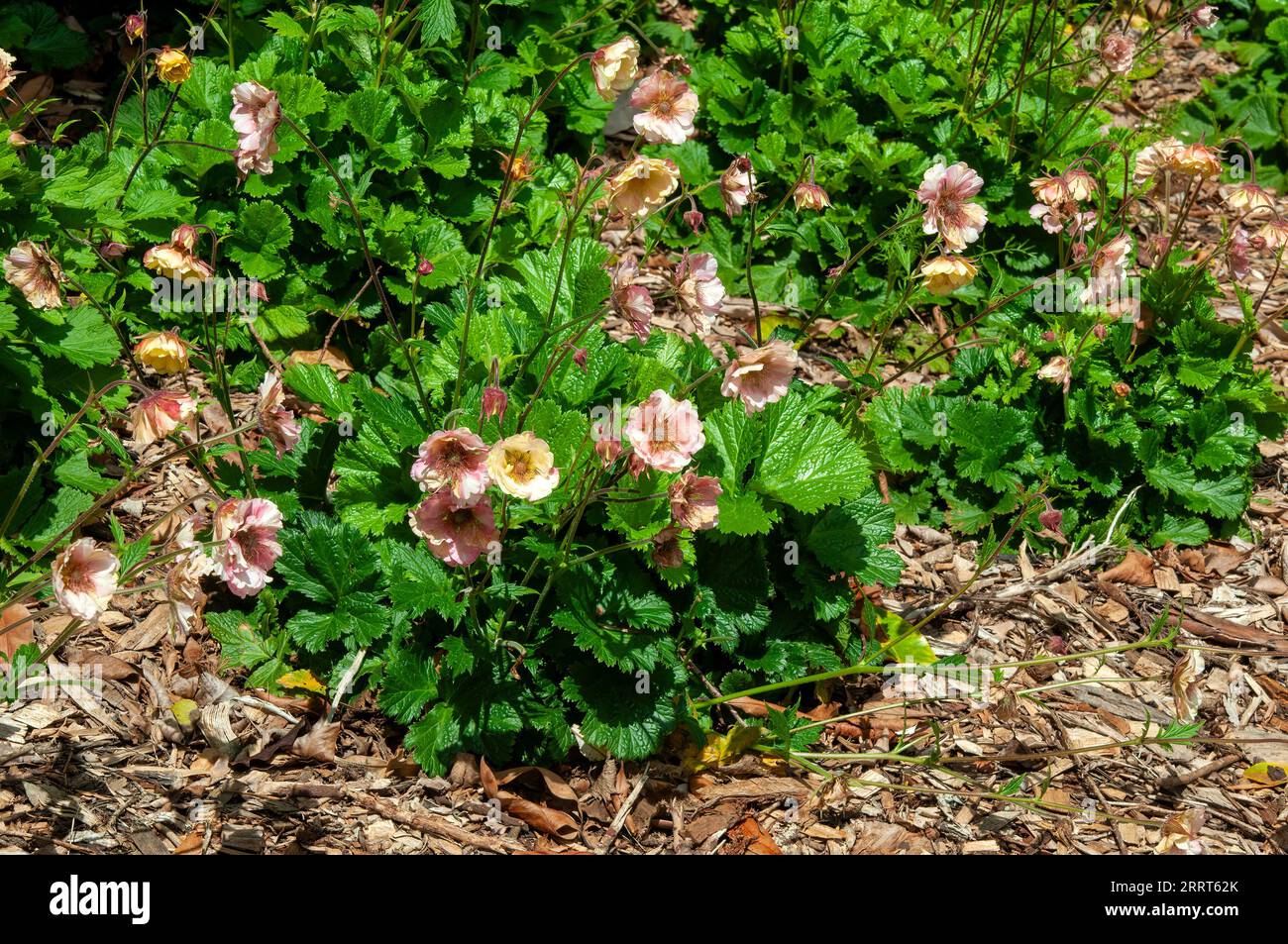 Sydney Australia, wilting geum flowers in garden Stock Photo