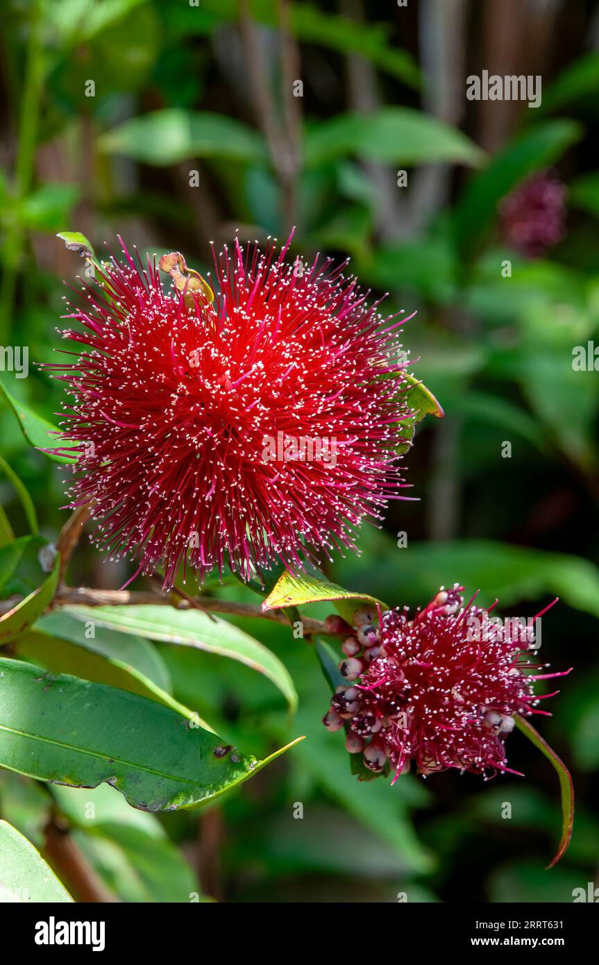 Sydney Australia, flowers of a powderpuff lillipilly native to north