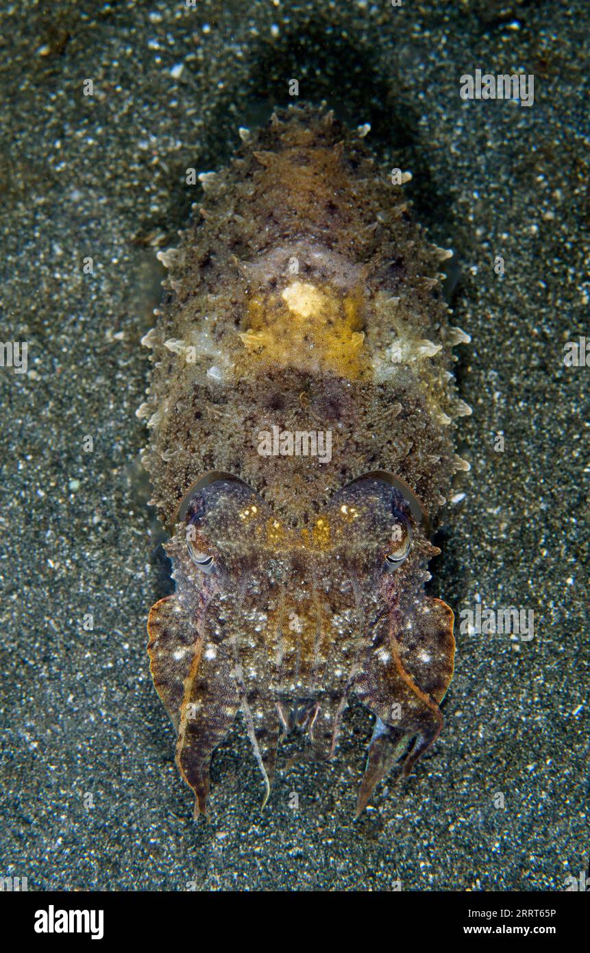 Golden Cuttlefish, Sepia esculenta, Secret Bay dive site, Gilimanuk, Bali, Indonesia Stock Photo