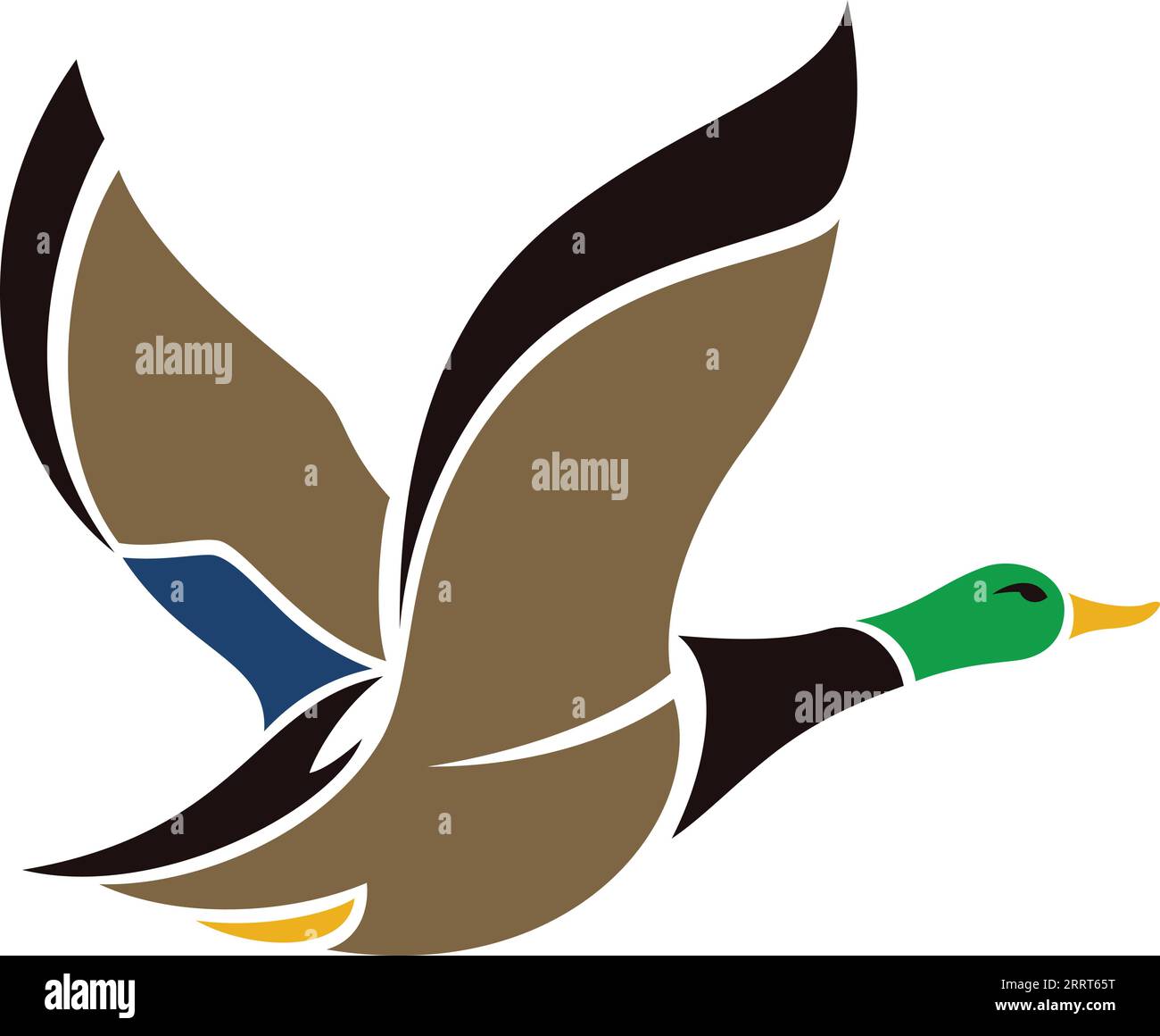 Drake Mallard Duck Flying Illustration Stock Vector