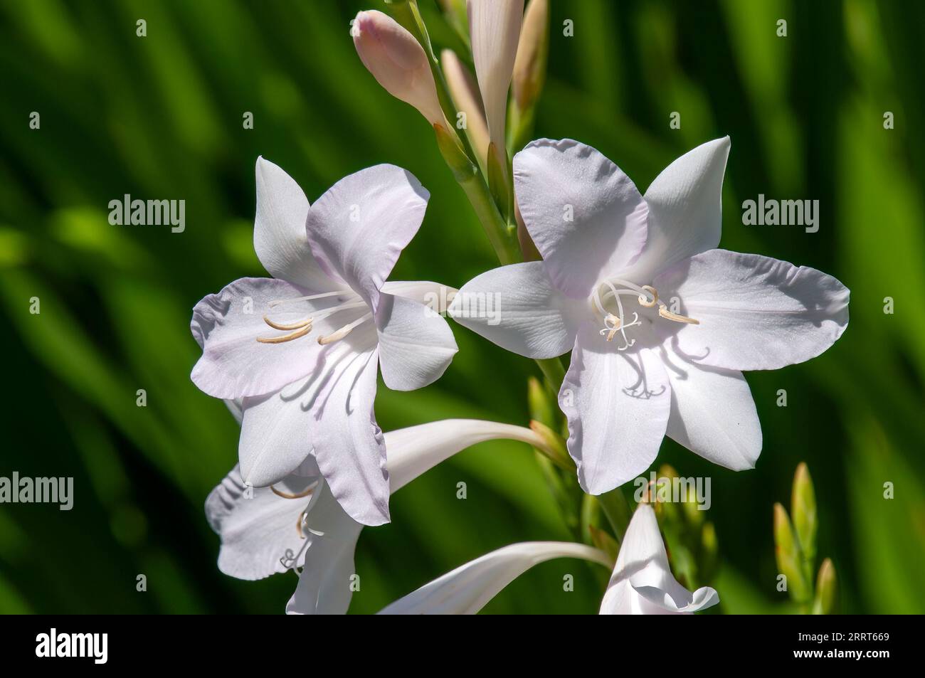 Sydney Australia, whitish flowers of a cape bugle lily Stock Photo