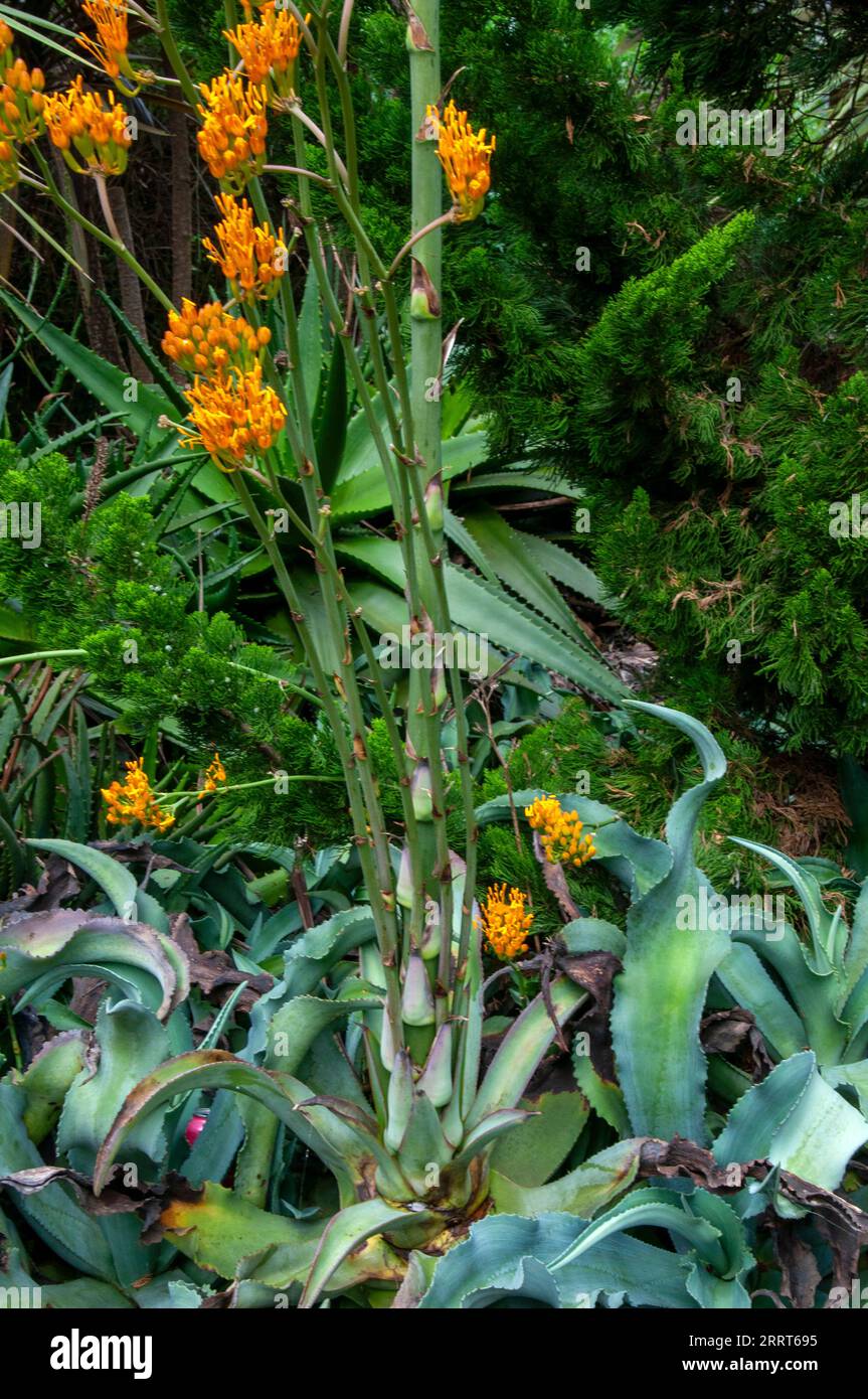 Agave gypsophila hi-res stock photography and images - Alamy