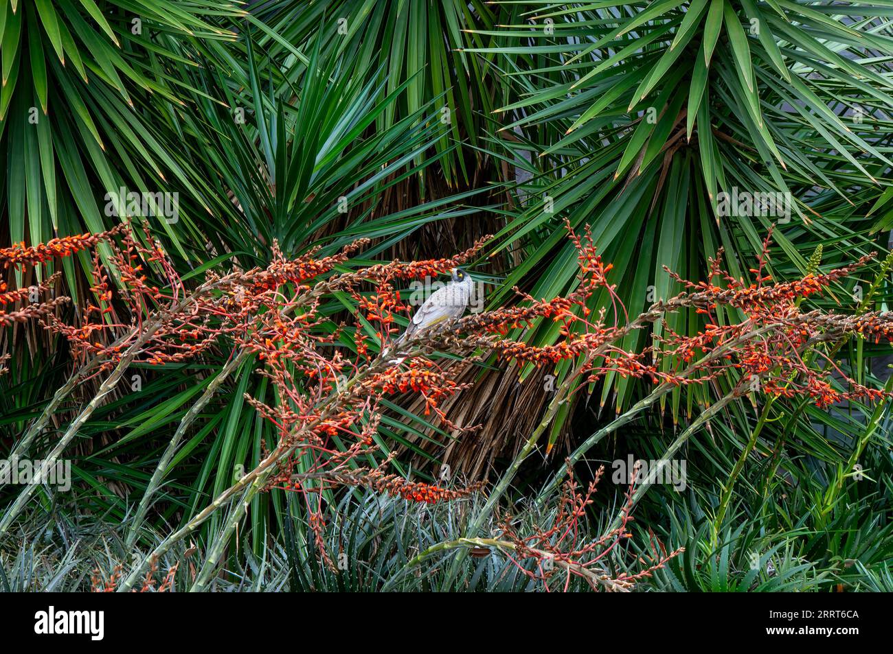 Sydney Australia, noisy miner bird feeding of flowering dyckia encholirioides in garden Stock Photo