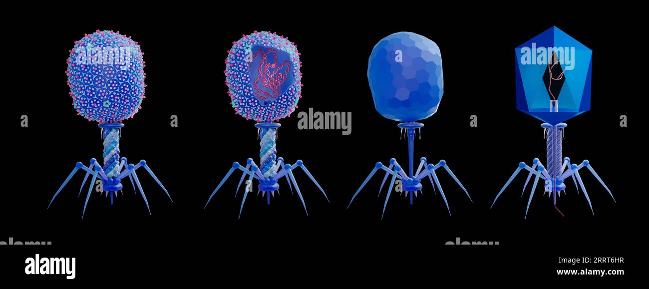 Bacteriophage T4 structure, illustration Stock Photo