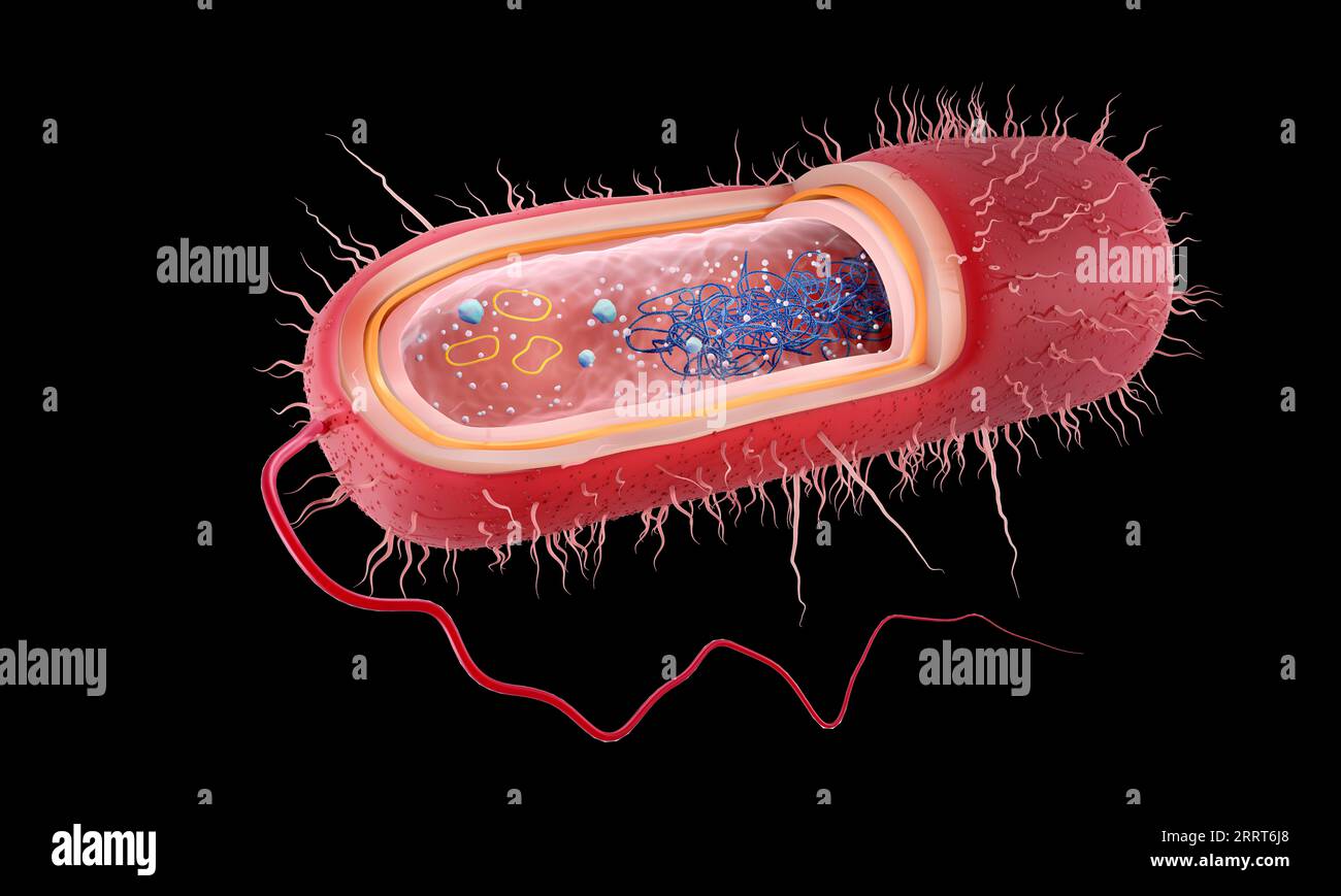 Gram negative bacterial cell wall hi-res stock photography and images ...