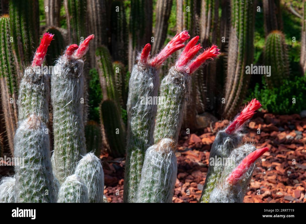 Sydney Australia, red flowering woolly oreocereus cactus in a desert garden Stock Photo