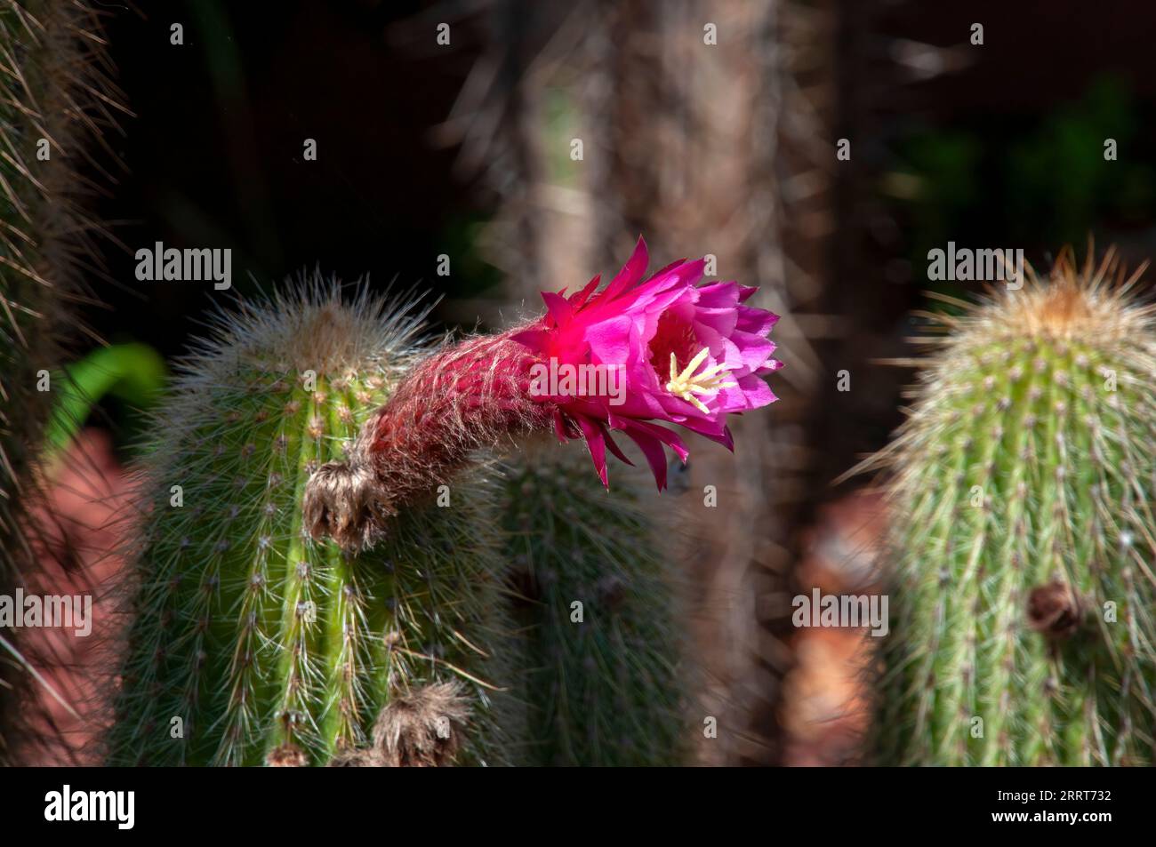 Sydney Australia,  torch cactus with purple flowers and long spikes Stock Photo