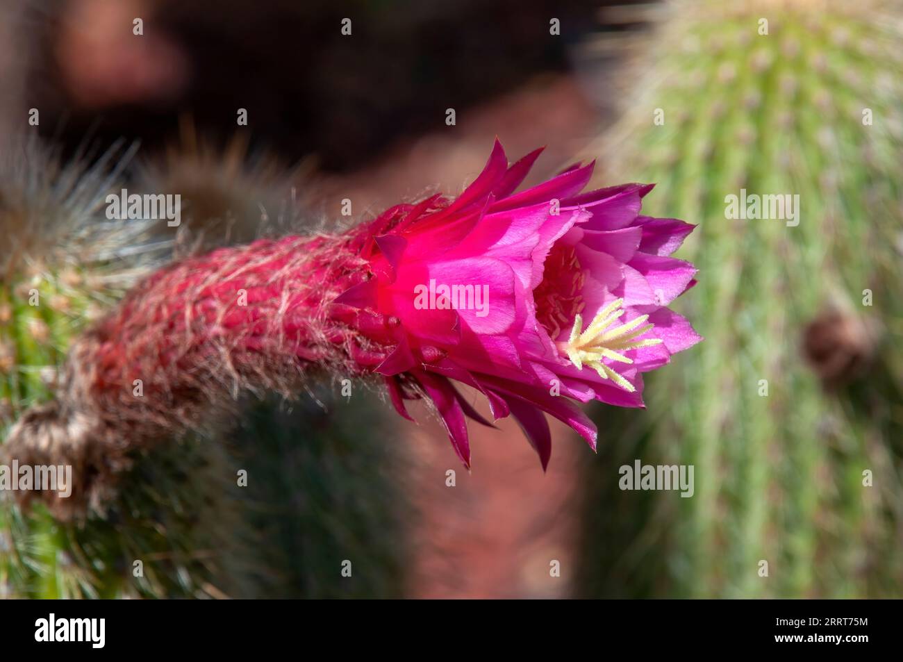 Sydney Australia,  torch cactus with purple flowers and long spikes Stock Photo