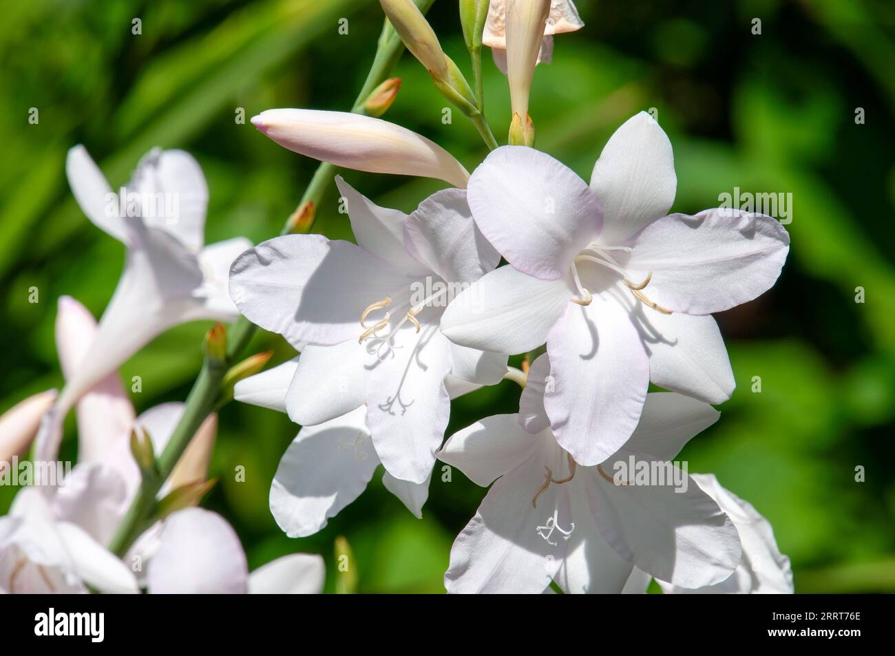 Sydney Australia, close-up whitish flowers of a cape bugle lily Stock Photo