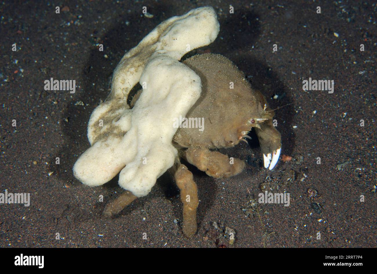 Sponge crab hi-res stock photography and images - Alamy