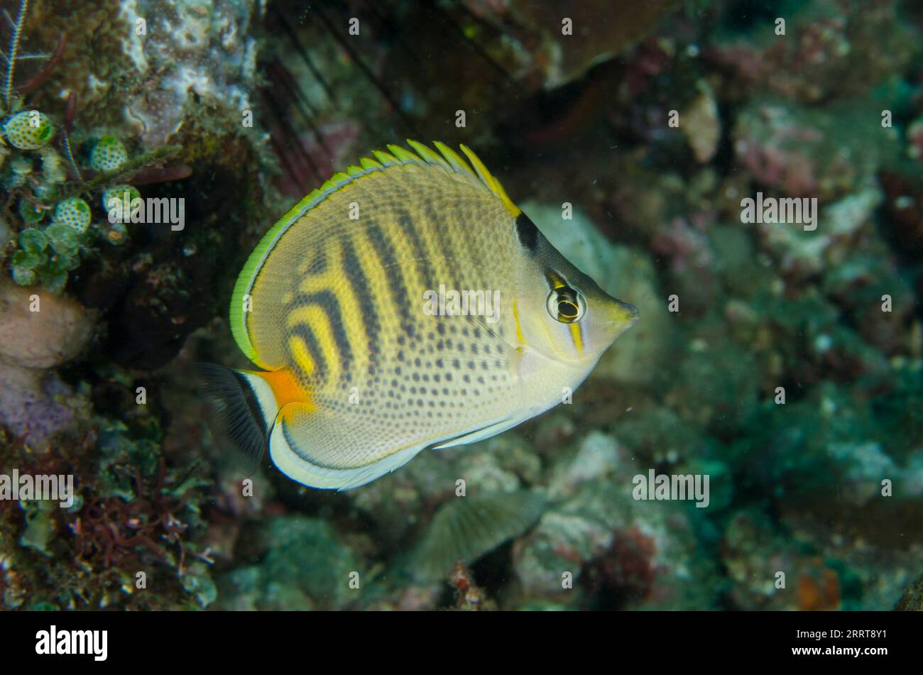 Spot-Banded Butterflyfish, Chaetodon punctatofasciatus, I Love Amed dive site, Amed, Karangasem Regency, Bali, Indonesia Stock Photo