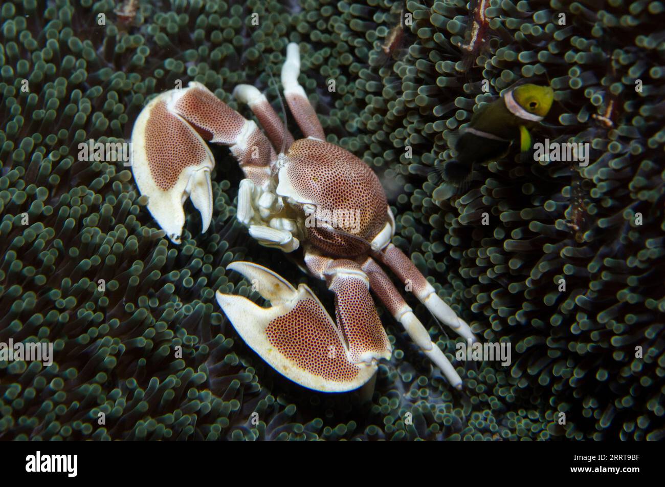 Porcelain Crab, Neopetrolisthes maculatus, with Saddleback Anemonefish, Amphiprion polymnus, and Commensal Shrimps, Periclimenes sp, on Giant Carpet A Stock Photo