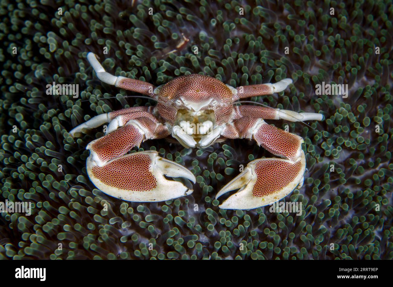 Porcelain Crab, Neopetrolisthes maculatus, withCommensal Shrimps, Periclimenes sp, on Giant Carpet Anemone, Stichodactyla gigantea, Melasti dive site, Stock Photo