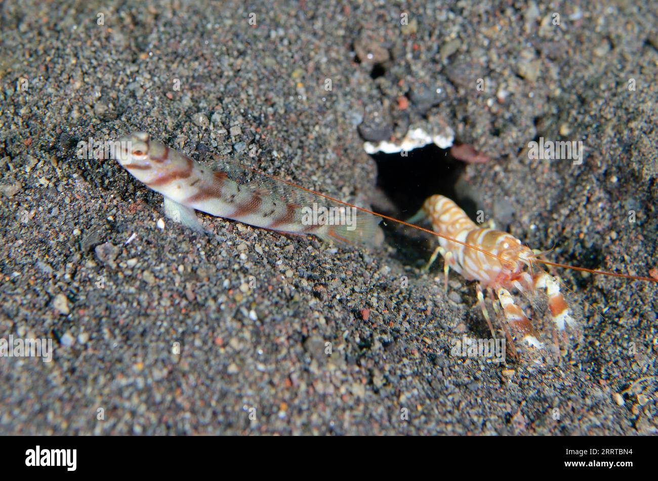Slantbar Shrimpgoby, Amblyeleotris diagonalis, with Tiger Snapping Shrimp, Alpheus bellulus, Melasti dive site, Amed, Karangasem Regency, Bali, Indone Stock Photo