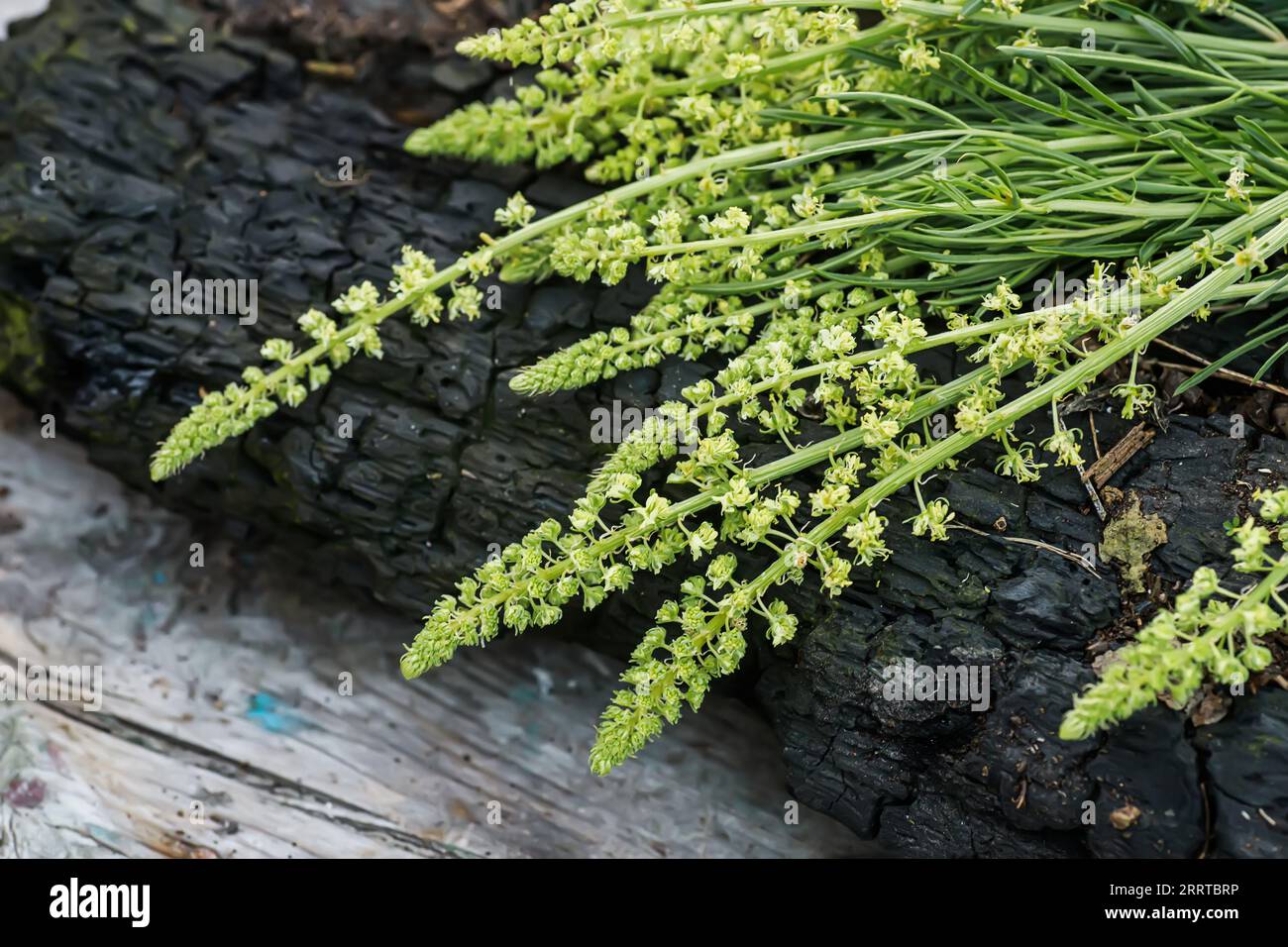 Reseda lutea, the yellow mignonette or wild mignonette Stock Photo