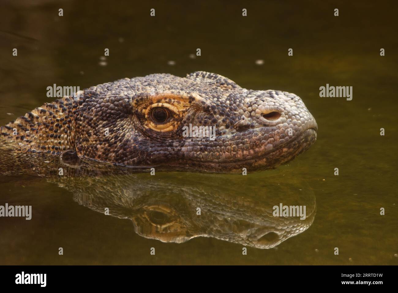 Portrait of the head of a Komodo Dragon,Varanus komodoensis, in water with reflection Stock Photo