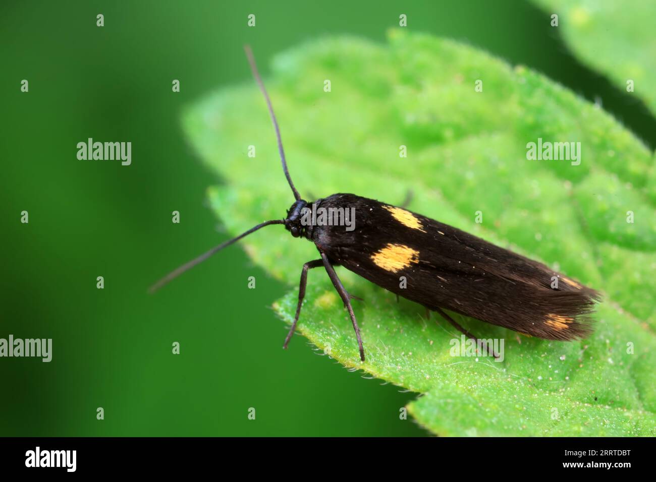 Lepidoptera insects in the wild, North China Stock Photo