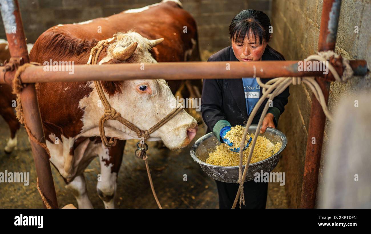 230719 -- WEINING, July 19, 2023 -- Farmer Wen Hui feeds a head of cattle at her own barn in Xueshan Town of Weining Yi, Hui and Miao Autonomous County in southwest China s Guizhou Province, July 13, 2023. The county has promoted the development of animal husbandry industry in recent years. Farmers here run family ranches to achieve stable yield and increasing income.  CHINA-GUIZHOU-WEINING-ANIMAL HUSBANDRY CN TaoxLiang PUBLICATIONxNOTxINxCHN Stock Photo