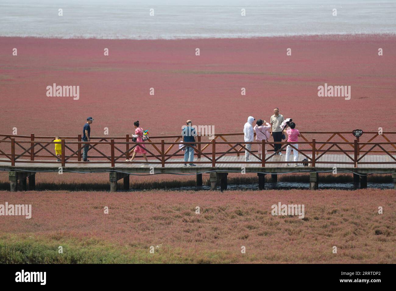 230719 -- PANJIN, July 19, 2023 -- Tourists visit the Honghaitan Red Beach scenic area in Panjin, northeast China s Liaoning Province, July 19, 2023. The Honghaitan Red Beach is famous for its landscapes featuring the red plant of Suaeda salsa, one of the few species of plant that can live in highly alkaline soil.  CHINA-LIAONING-PANJIN-RED BEACH-TOURISM CN PanxYulong PUBLICATIONxNOTxINxCHN Stock Photo