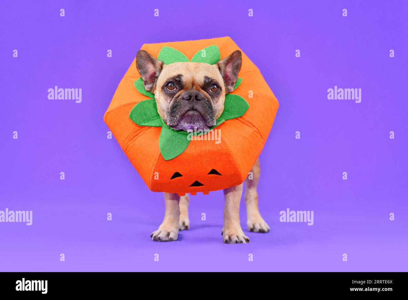 French Bulldog dog dressed up with funny pumpkin Halloween costume in fornt of purple background Stock Photo