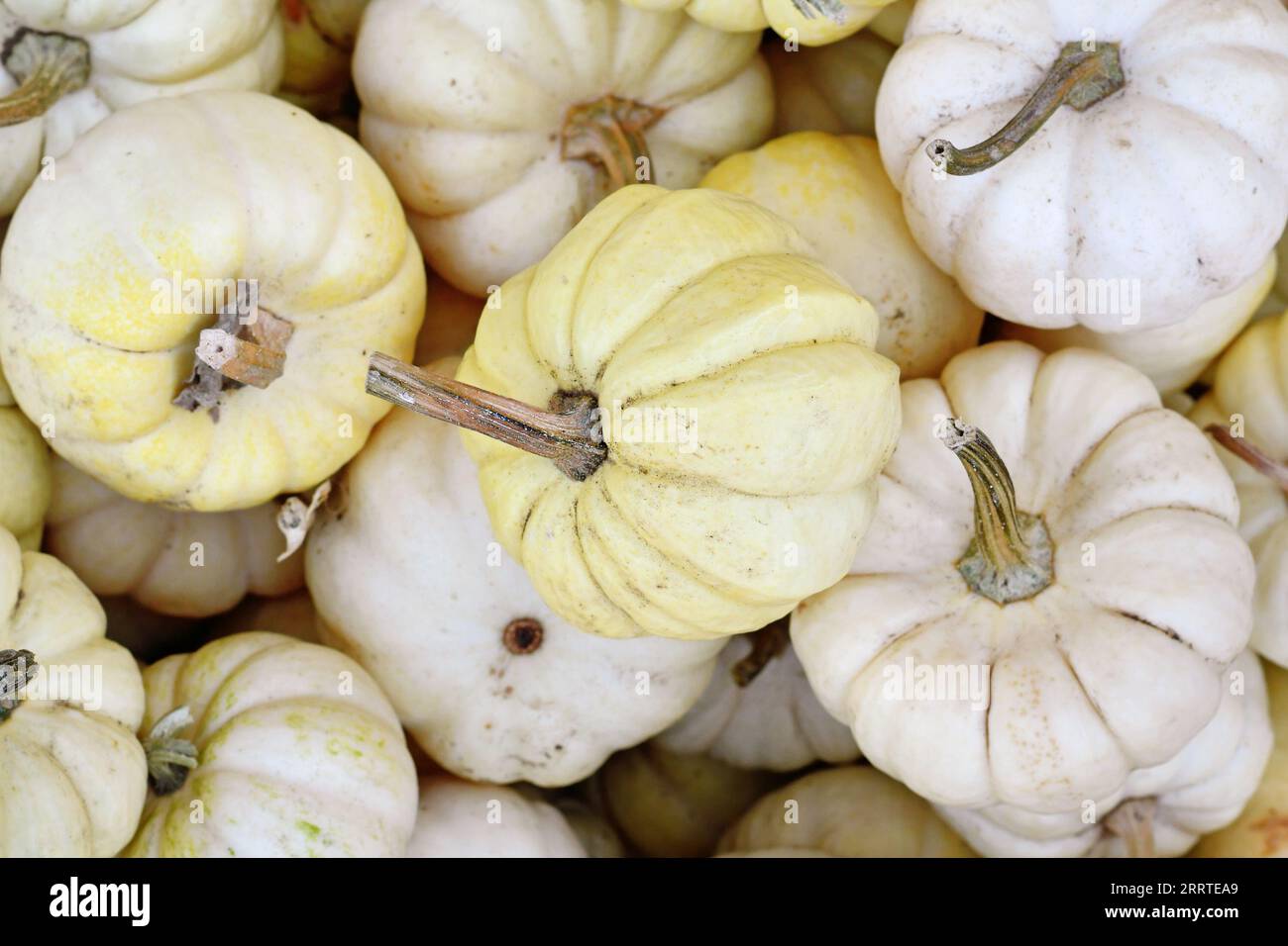 Small white Baby Boo pumpkins in pile Stock Photo