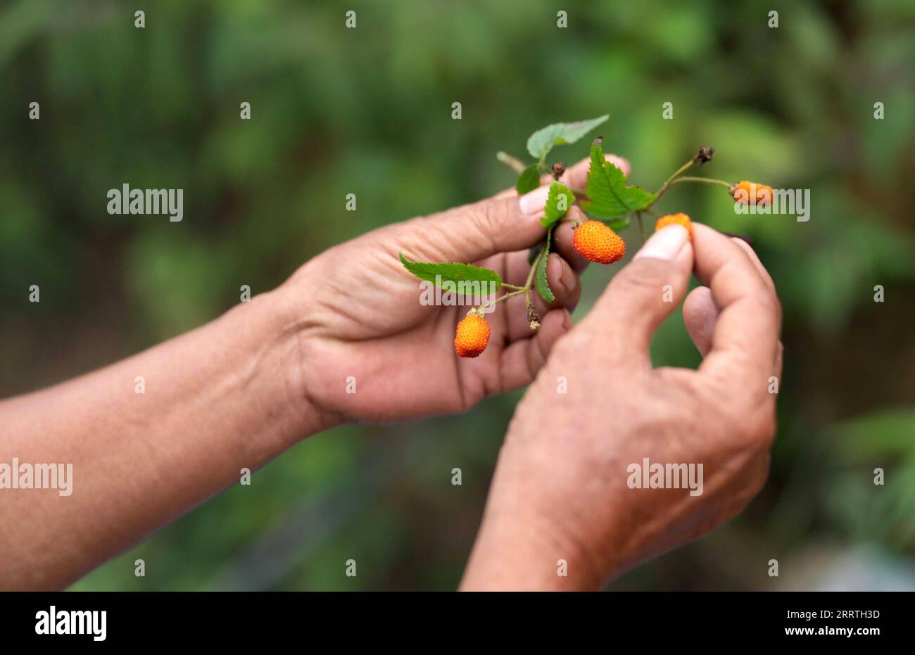 230726 -- JINPING, July 26, 2023 -- Zhang Puzhong picks some wild berries for his grandchildren in the forest near Xiaxinzhai Village, Zhemi Township, Jinping County, Honghe Hani and Yi Autonomous Prefecture, southwest China s Yunnan Province, July 23, 2023. After days of thinking, Zhang Puzhong decided to do something instructive to his grandchildren: bring them back to the forest he used to live as a child more than 60 years ago. This is very important. I know how happy I am today because I never forget how bitter my life was in the past, Zhang said. Zhang is a 70-year-old Kucong resident in Stock Photo