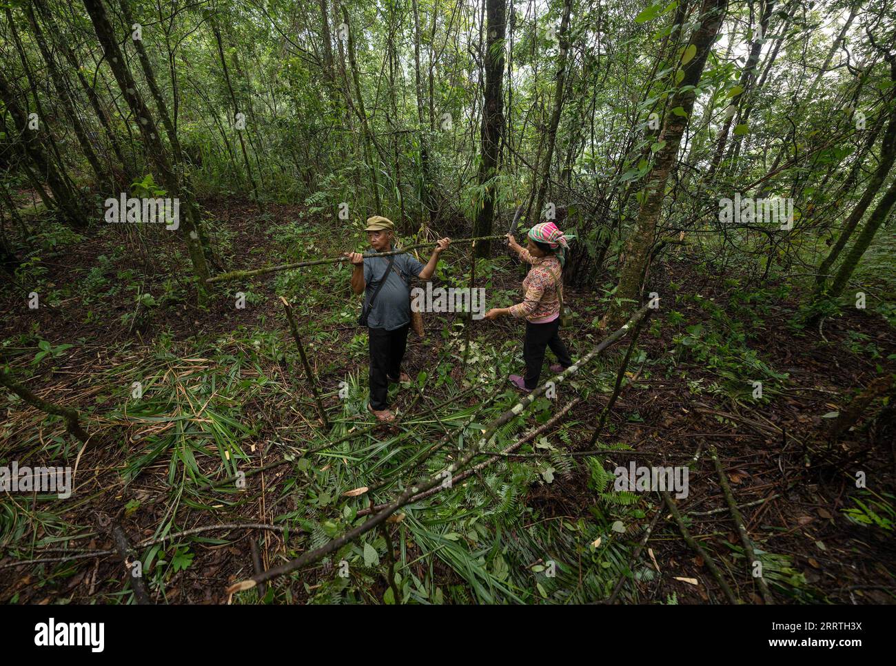 230726 -- JINPING, July 26, 2023 -- Zhang Puzhong L and his wife Wang Suying build a shed with banana leaves in the forest near Xiaxinzhai Village, Zhemi Township, Jinping County, Honghe Hani and Yi Autonomous Prefecture, southwest China s Yunnan Province, July 23, 2023. After days of thinking, Zhang Puzhong decided to do something instructive to his grandchildren: bring them back to the forest he used to live as a child more than 60 years ago. This is very important. I know how happy I am today because I never forget how bitter my life was in the past, Zhang said. Zhang is a 70-year-old Kucon Stock Photo