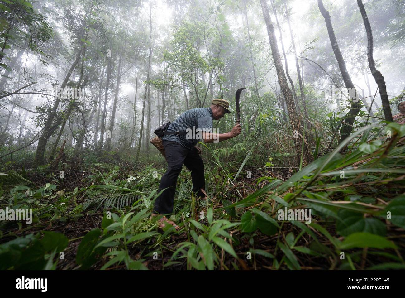 230726 -- JINPING, July 26, 2023 -- Zhang Puzhong clears vines and bushes as he travels in the forest near Xiaxinzhai Village, Zhemi Township, Jinping County, Honghe Hani and Yi Autonomous Prefecture, southwest China s Yunnan Province, July 23, 2023. After days of thinking, Zhang Puzhong decided to do something instructive to his grandchildren: bring them back to the forest he used to live as a child more than 60 years ago. This is very important. I know how happy I am today because I never forget how bitter my life was in the past, Zhang said. Zhang is a 70-year-old Kucong resident in Xiaxinz Stock Photo