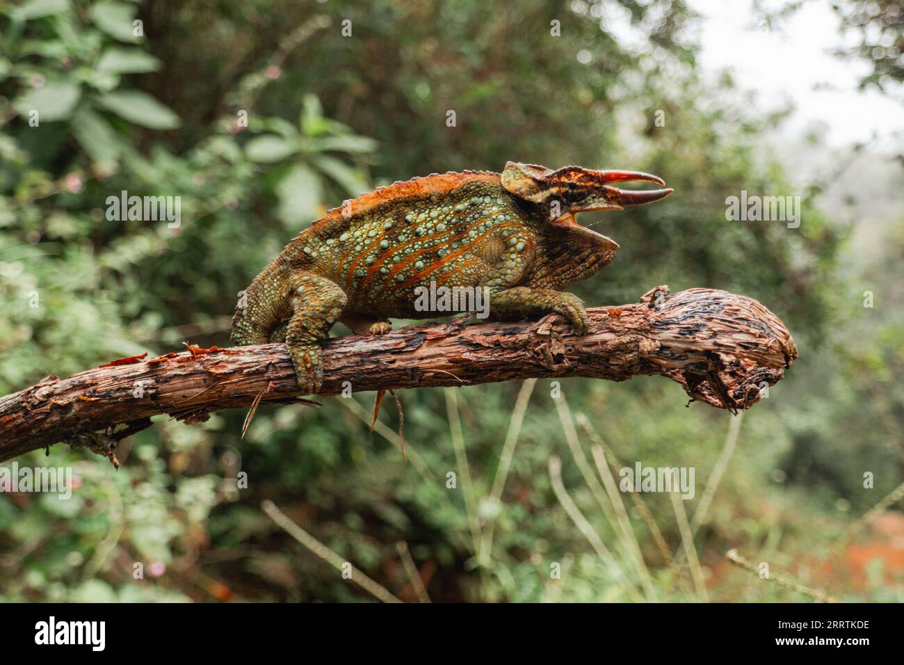 Wemer's three horned chameleon or Uluguru three horned chameleon - Trioceros werneri endemic to Tanzania on a branch at Uluguru Mountains, Tanzania Stock Photo