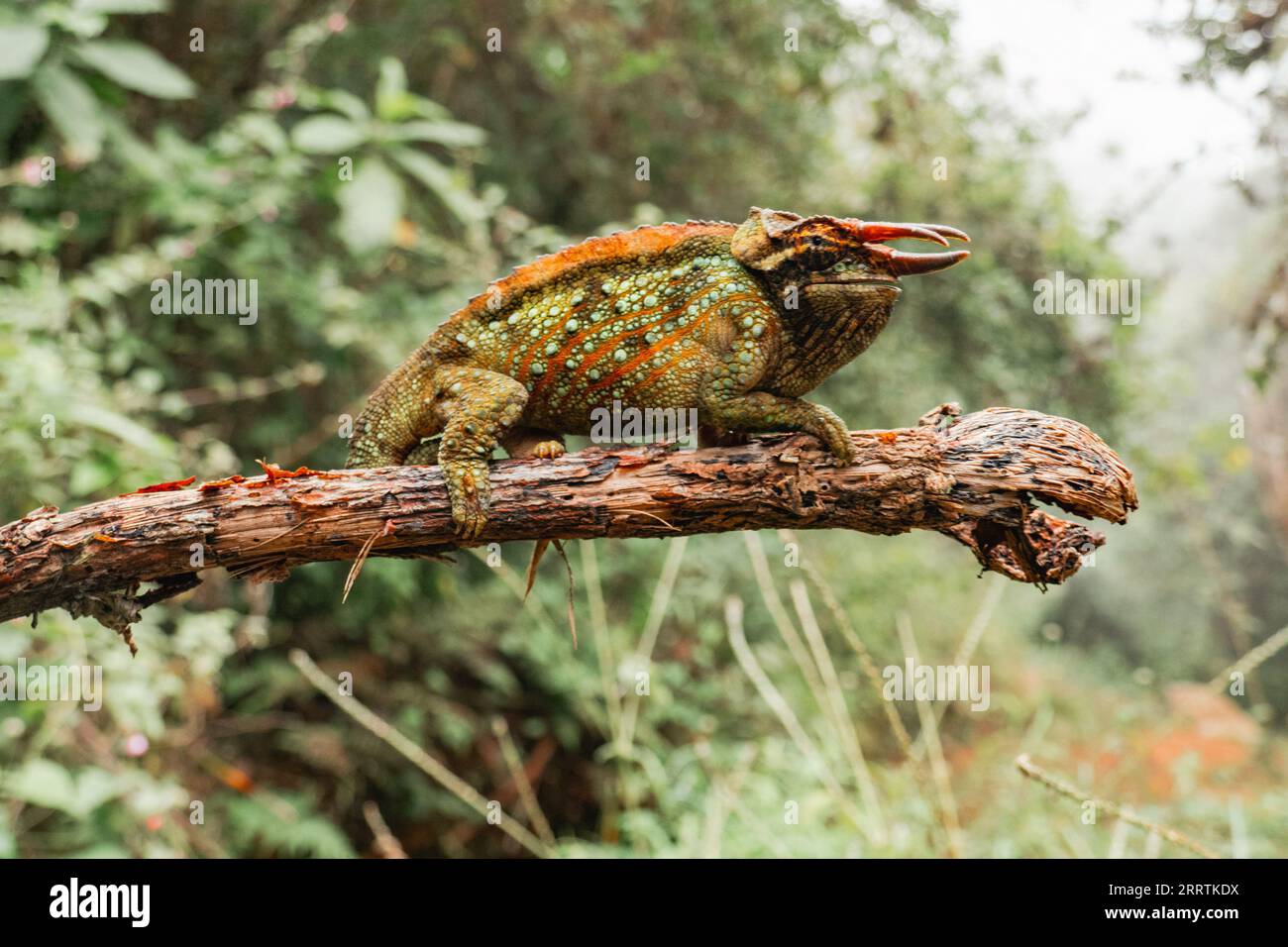 Wemer's three horned chameleon or Uluguru three horned chameleon - Trioceros werneri endemic to Tanzania on a branch at Uluguru Mountains, Tanzania Stock Photo