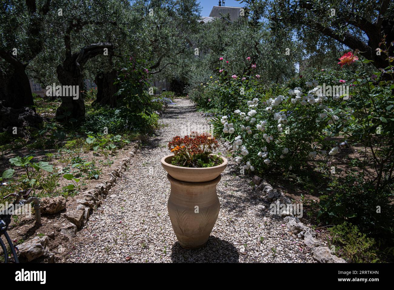 The biblical Garden of Gethsemane, Jerusalem Stock Photo Alamy