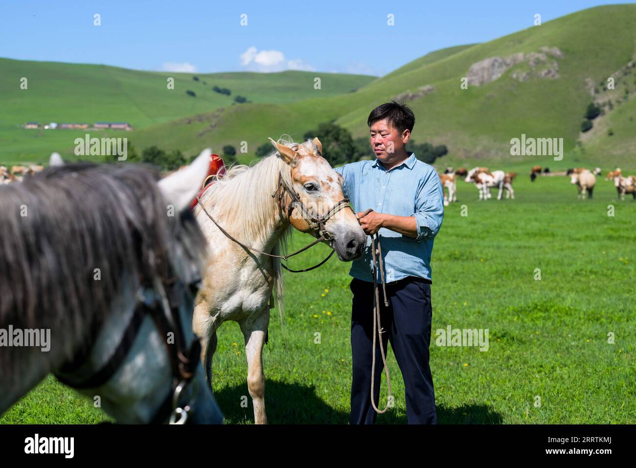 230730 -- HINGGAN LEAGUE, July 30, 2023 -- Uu Sodo strokes a horse in Horqin Right Wing Front Banner, Hinggan League, north China s Inner Mongolia Autonomous Region, July 25, 2023. Uu Sodo, a herdsman, and his family reside in a village on the Ulan Mod grassland, located in Horqin Right Wing Front Banner, Hinggan League of north China s Inner Mongolia Autonomous Region. Earlier this year, Uu Sodo established a herdsman house hostel , offering guests the opportunity to try horse riding, archery, savor milk tea and mutton, and appreciate the stunning Ulan Mod landscapes. His son, Uu Surleg, join Stock Photo