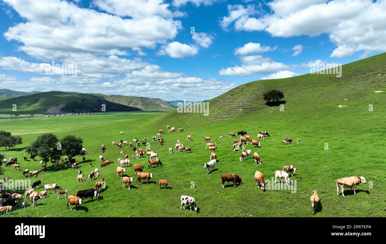 230730 -- HINGGAN LEAGUE, July 30, 2023 -- This aerial photo taken on July 24, 2023 shows a herd of cattle at Uu Sodo s herdsman house hostel in Horqin Right Wing Front Banner, Hinggan League, north China s Inner Mongolia Autonomous Region. Uu Sodo, a herdsman, and his family reside in a village on the Ulan Mod grassland, located in Horqin Right Wing Front Banner, Hinggan League of north China s Inner Mongolia Autonomous Region. Earlier this year, Uu Sodo established a herdsman house hostel , offering guests the opportunity to try horse riding, archery, savor milk tea and mutton, and appreciat Stock Photo