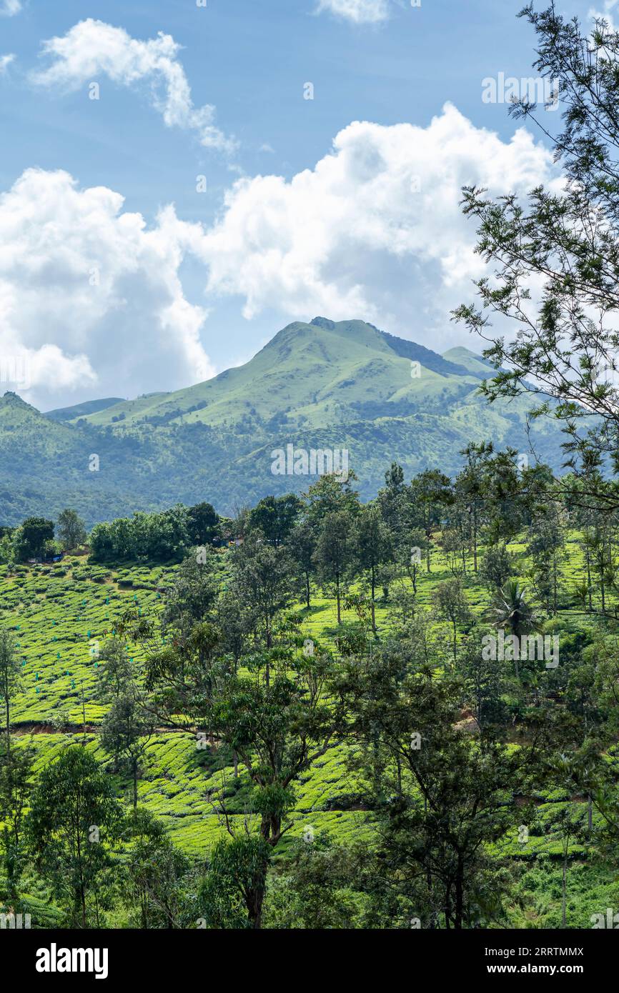 Wayanad Rural Area Wayanad is a rural district in Kerala state, southwest India Stock ...