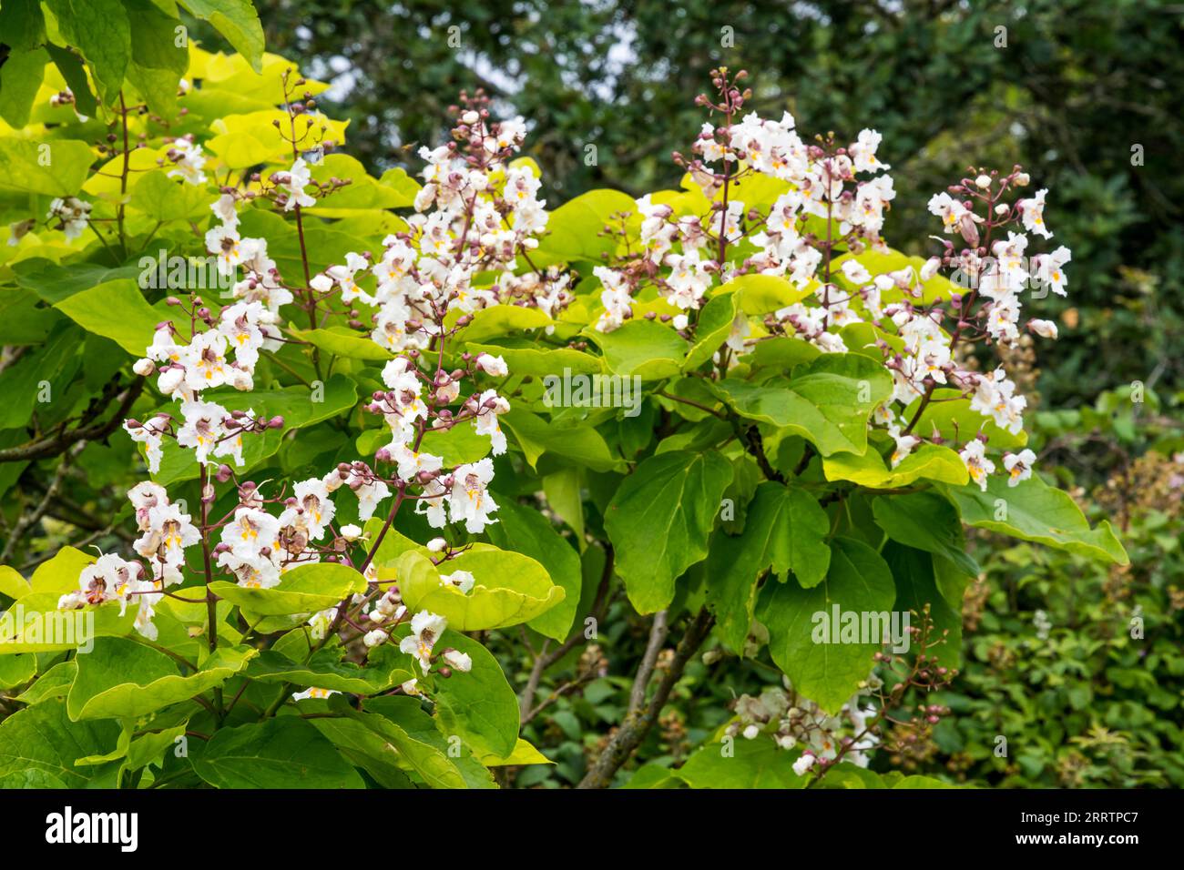 Flowers and large leaves of an indian bean tree, Catalpa bignonioides. Stock Photo