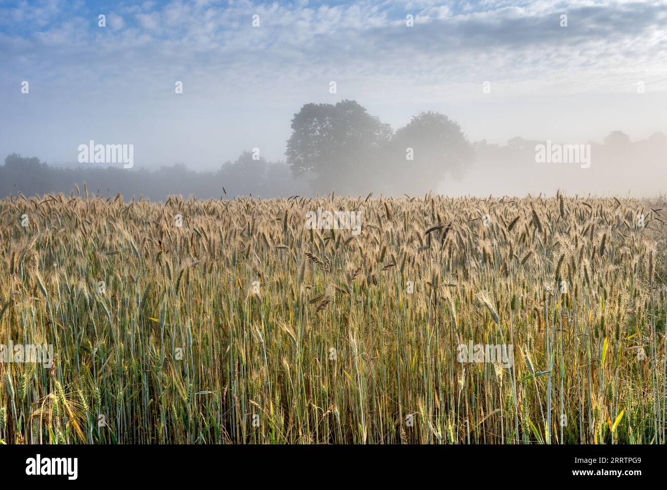 Early morning mist fading over a field of barley. Stock Photo