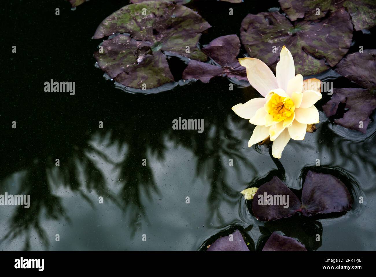 Water lily. 'Nymphaea Pygmaea Helvola' in flower. Stock Photo