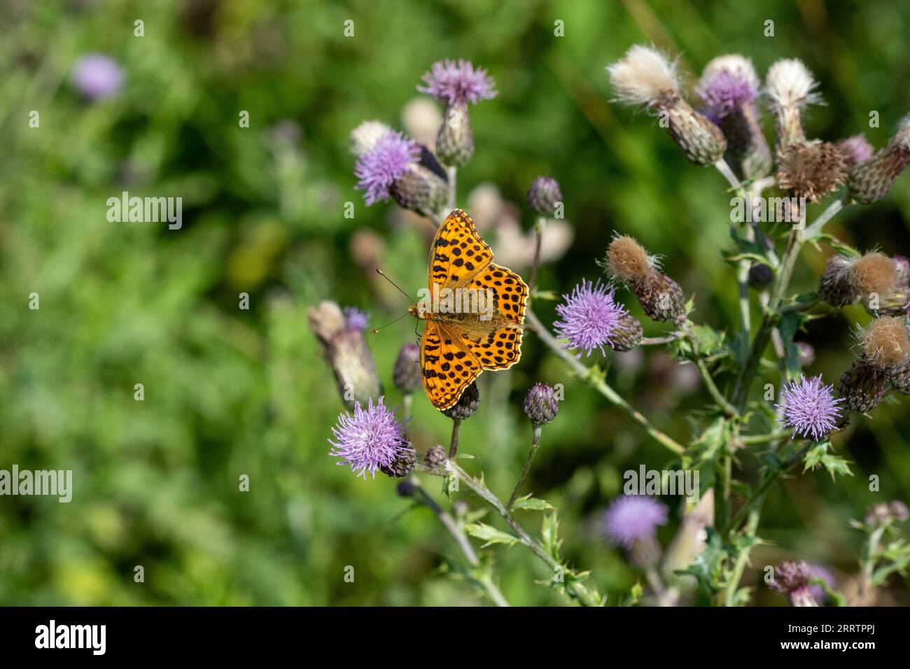 A Queen of Spain fritillary (Issoria lathonia), resting on thistle flowers. Stock Photo